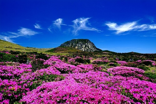 du lịch đảo jeju