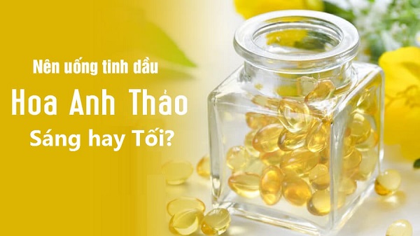 Tinh dầu hoa anh thảo uống sáng hay tối