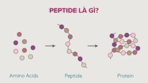 Công thức chứa peptide