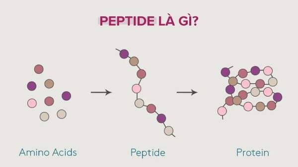 Công thức chứa peptide